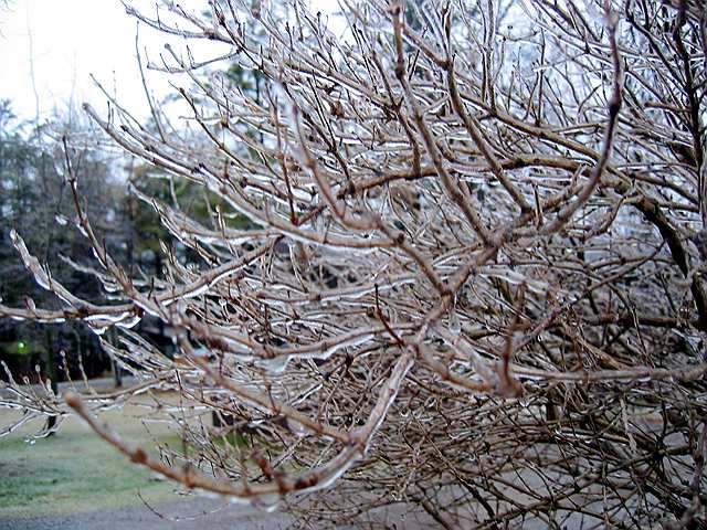 A tree coated in ice after a night of freezing rain in Michigan.