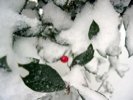 Red berry peeking out from the snow.