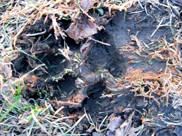 A dog's paw print in the mud.