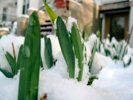 Tulips shoot up through the snow.