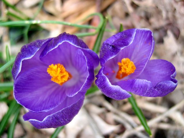 Two crocuses shout about spring.