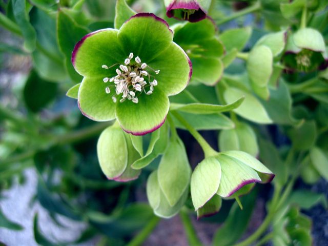 A green flowering plant blooms for spring.