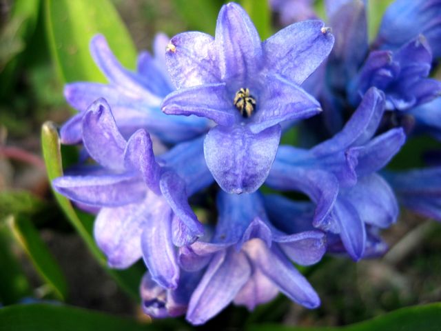 Bright spring flowers seem like a great way to celebrate Easter. 