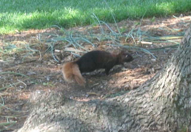 Black squirrel