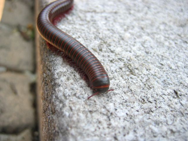 millipede