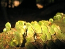 lichen with flash