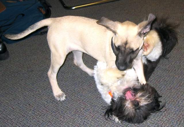 Puppies playing at the office