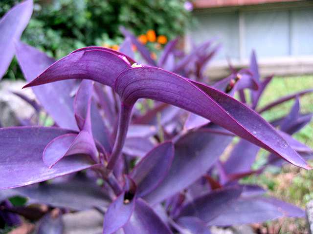 Odd purple flowers that look like they're about to bloom.