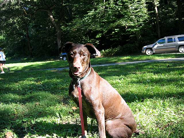 Sisu sits in the park after playing in the creek.