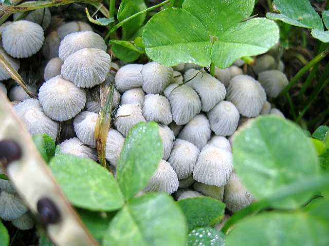 Tiny little mushrooms hiding in the grass.