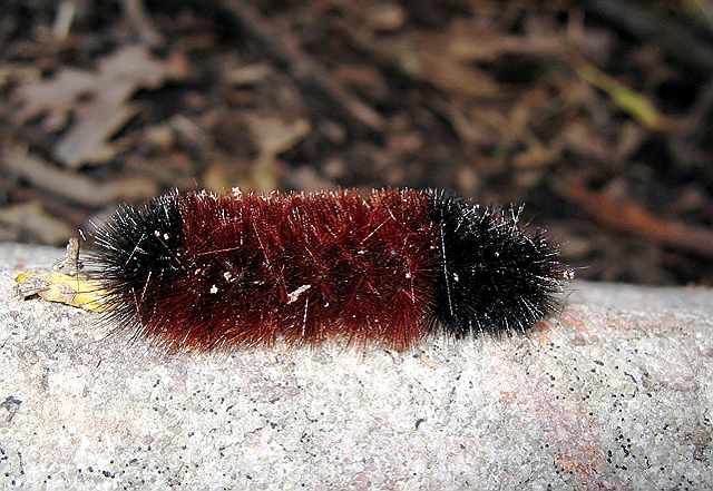 Fuzzy caterpillar on a rock