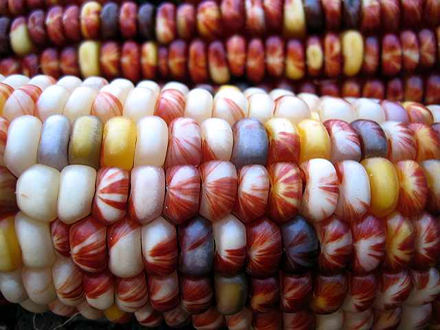 Indian corn closeup