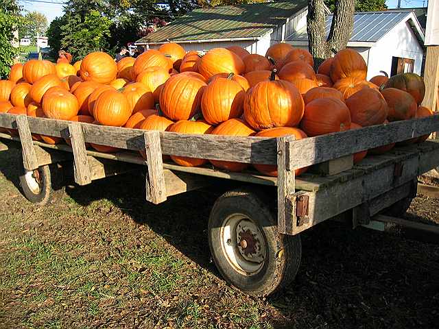 Trailer loaded down with pumpkins