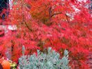 A closeup of the bright red-orange bush behind the rusty pumpkin.