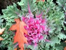 A purpley decorative cabbage.