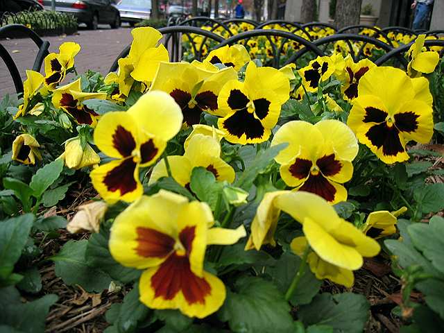 Some bright blooms wave their heads before the first snowfall in downtown D.C.