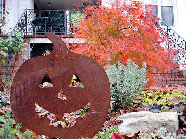 A late pumpkin and fiery tree two weeks ago.