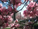 Magnolias frame a view down Penn Ave.