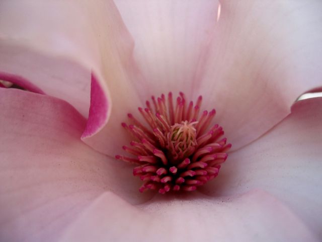 A magnolia blossom in downtown DC.