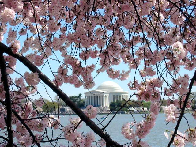 The Jefferson Memorial framed by cherry blossoms at the Tidal Basin.