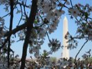 The Washington Monument as seen through cherry blossoms.