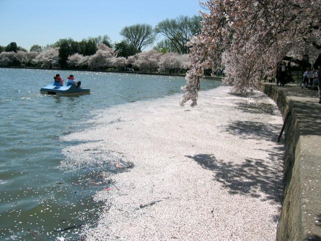 Thousands of cherry blossoms float in the tidal basin.