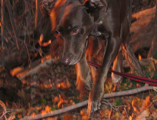 Sisu leaps through the late afternoon sunlight.