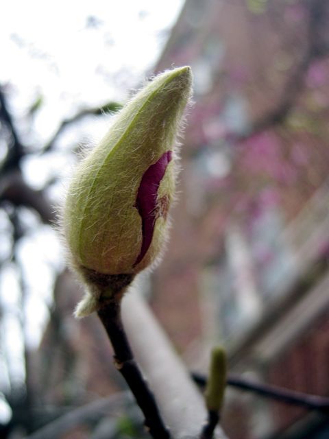 A flowering tree preparing to bloom several weeks ago.