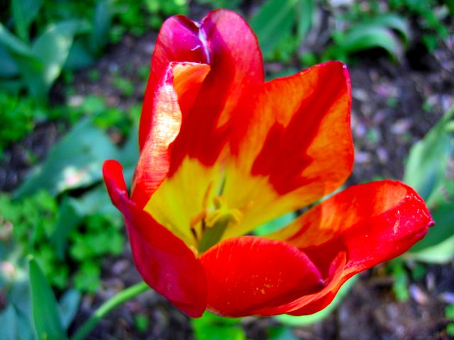 A beautiful multi-color tulip from a couple of weeks ago.