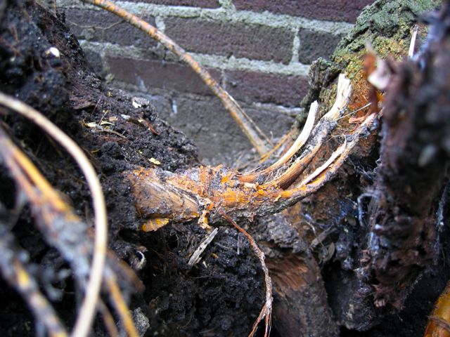 The exposed roots from a tree that recently fell over in a nearby park.