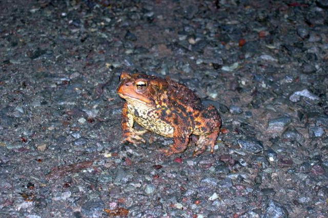 A toad poses for an evening photograph at Deep Creek Lake, Maryland.