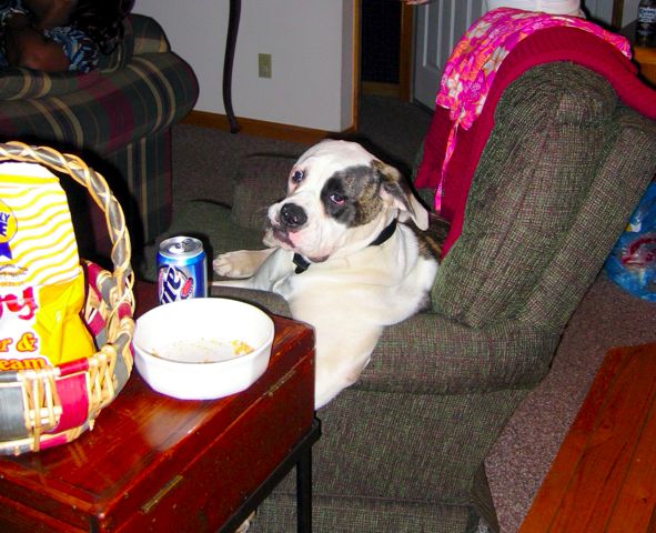 Hollis, a 5-month-old American Bulldog (or was it Boxer?) chills on the recliner.