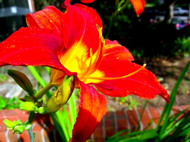 A flower in our landlord's front yard.