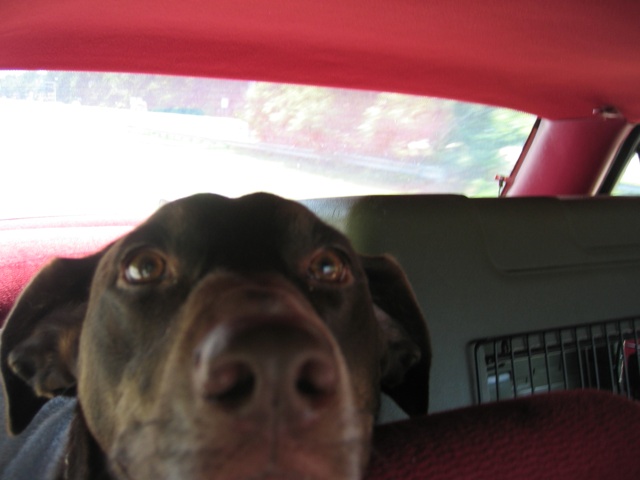 Sisu looking over the back of the front seat on the long drive to Michigan.