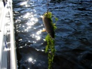 A sucker chub dangling on the hook picks up some seaweed from the bottom of the shallows.