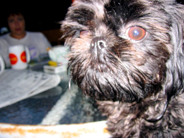 My cousin's dog posing for the camera in Indy.