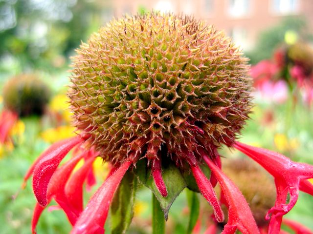 A flower loses its petals in the later summer heat.