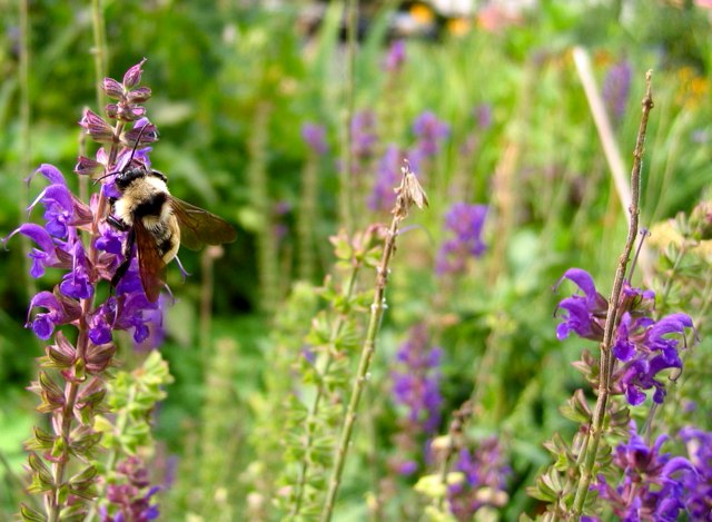 A bee stays busy in this flowerbed.