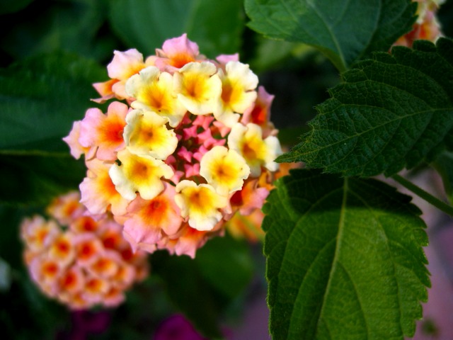 Tiny little flowers with big beautiful color.