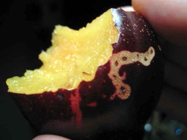 A partially-eaten plum. 