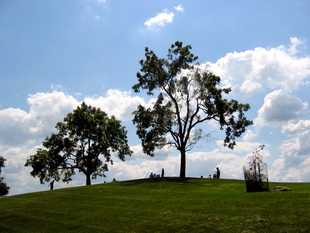 Trees stand out against the summer sky.