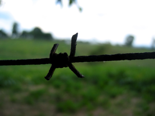 Barbs on the wire fence at Sky Meadows State Park.