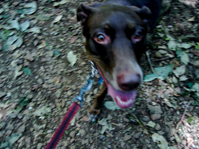 Sisu smiles for the camera during  our hike at Sky Meadows.