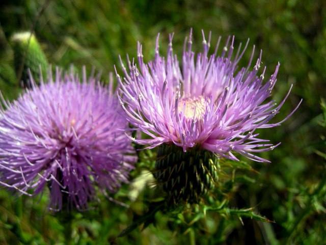 Spiky purple blossoms look almost pretty even though most people would consider them weeds.