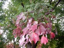 The tree from which the leaf fell is turning color from the tips of the branches toward the center.