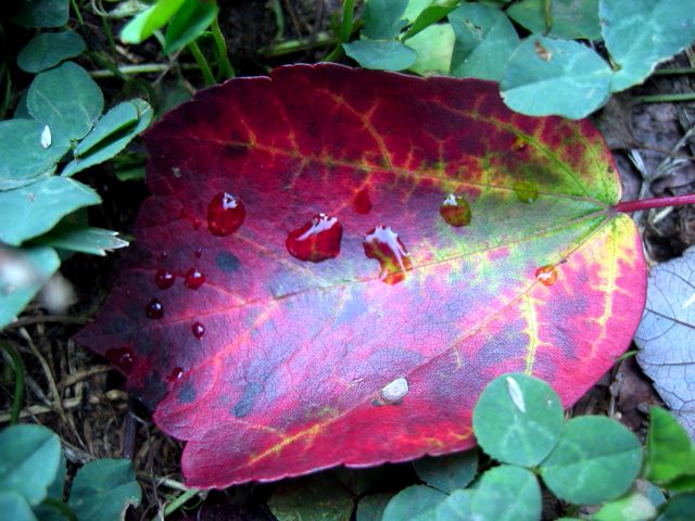 A fallen leaf with some residual  raindrops.