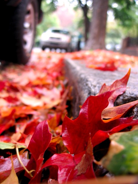 The most colorful leaves I've seen this fall.