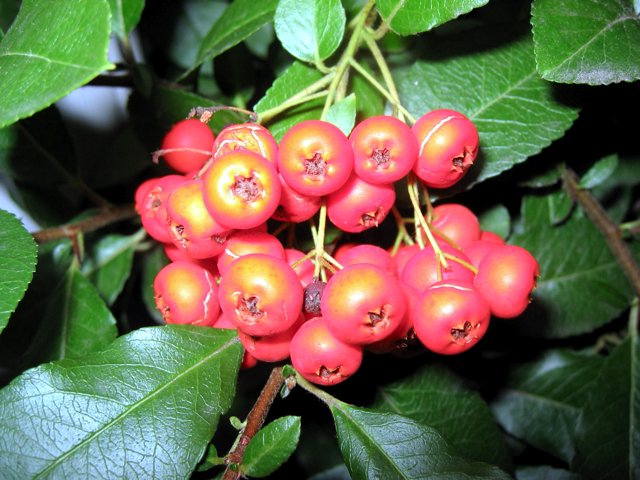 Bright orange berries for fall.