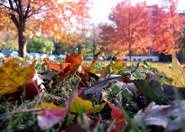 Brown leaves in the grass with colorful trees in the background.