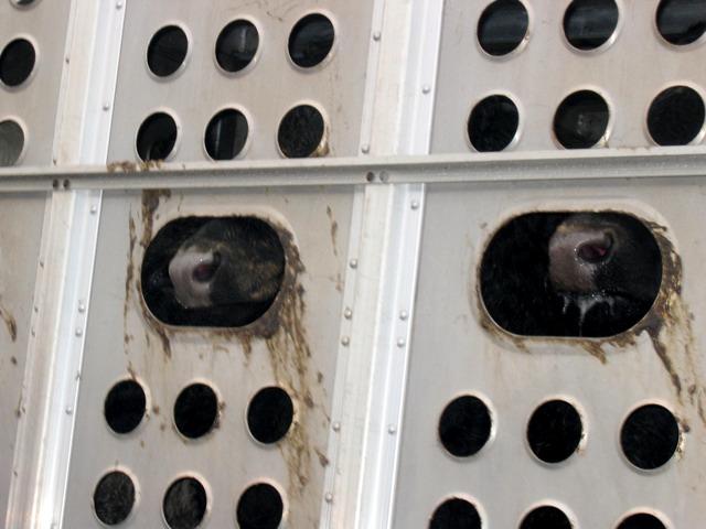 Two cows try to catch a breath of fresh air while traffic moves slowly on the highway.